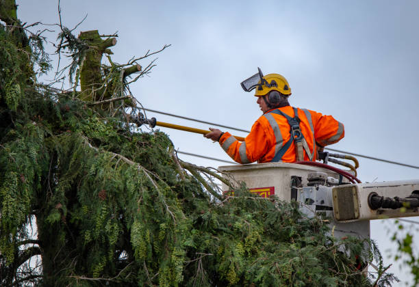 Best Tree Fertilization  in Hotchkiss, CO