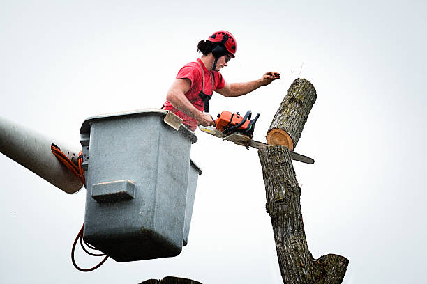 How Our Tree Care Process Works  in  Hotchkiss, CO